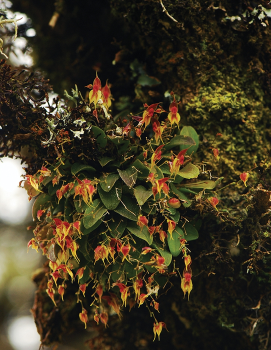 Lepanthes oro-lojaensis