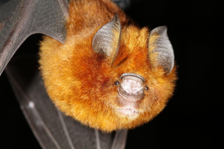 Hipposideros