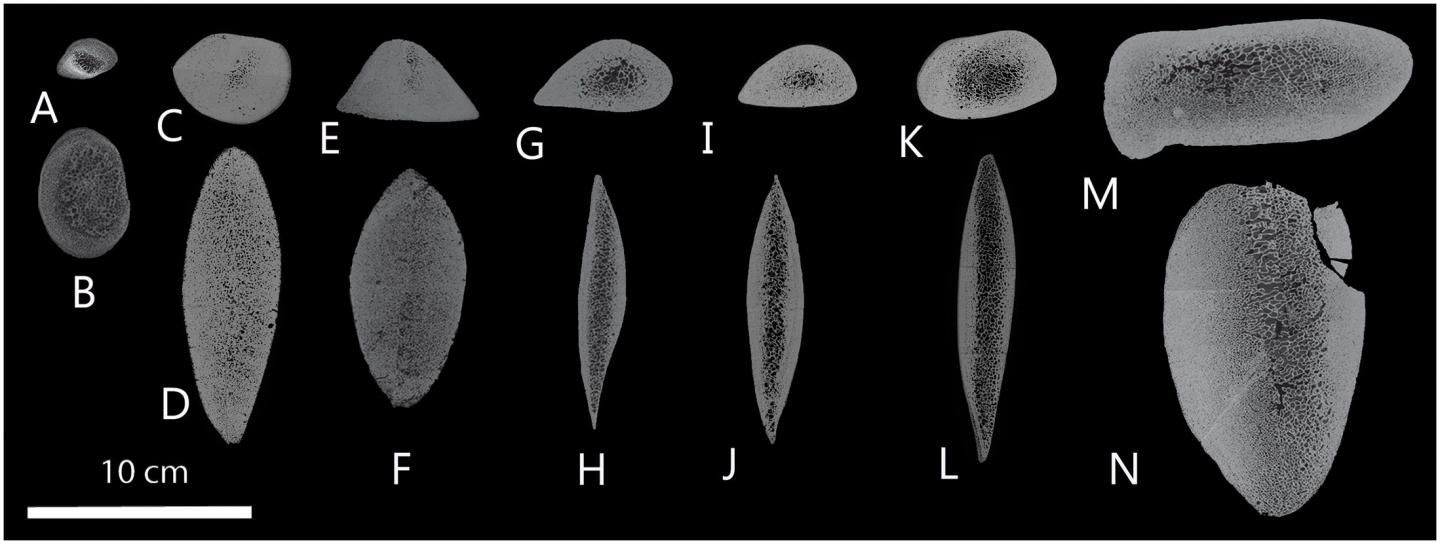 Cross-Sectioned Ribs of Bowhead Whales