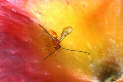 New Fly Species Creates New Wasps As Well (1 of 3)