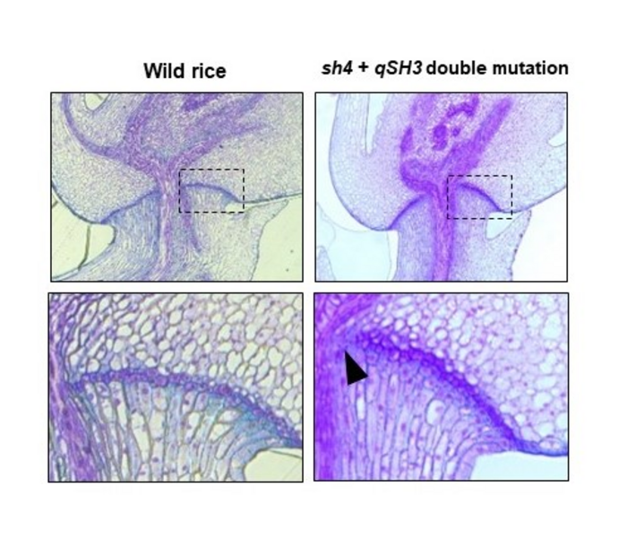 Figure 4: Combining qSH3 and sh4 gene mutations partially inhibited the abscission layer