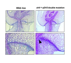 Figure 3: Discovery of the qSH [IMAGE] | EurekAlert! Science News Releases