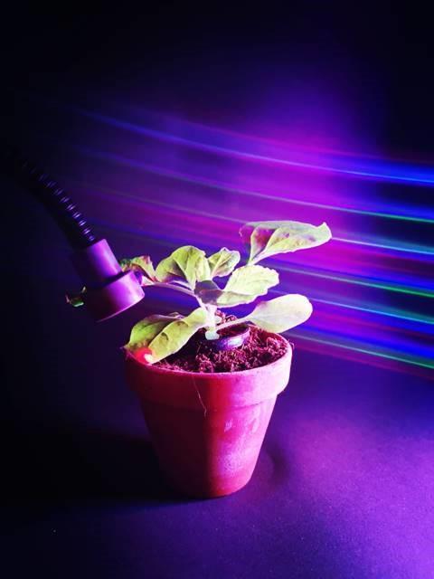 Optogenetics in Plants