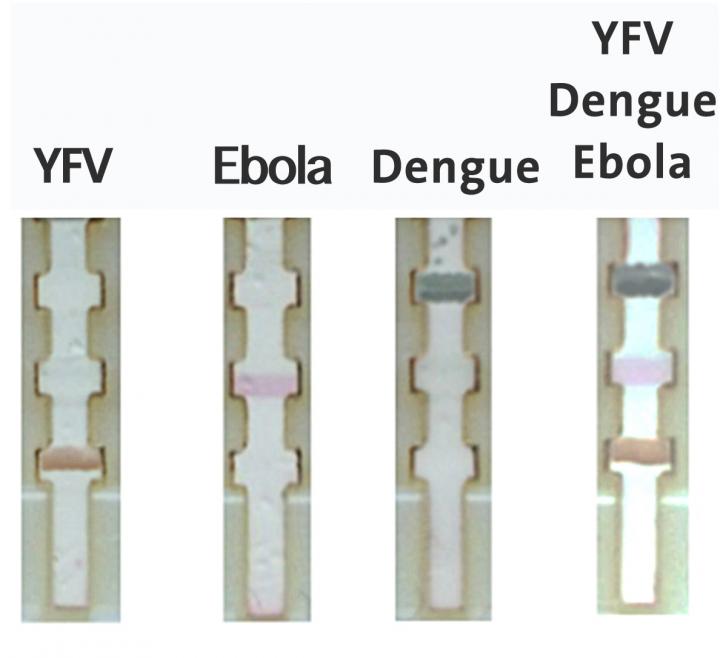 Paper-Based Test Can Quickly Diagnose Ebola in Remote Areas (Video)