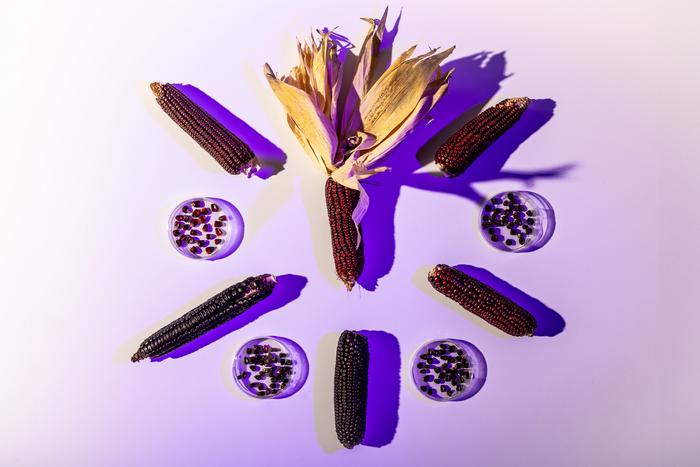 Purple corn