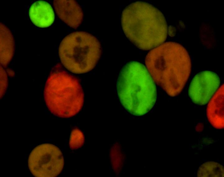 New Genetic Technique Could Help Identify Potential Drug Targets for Malaria