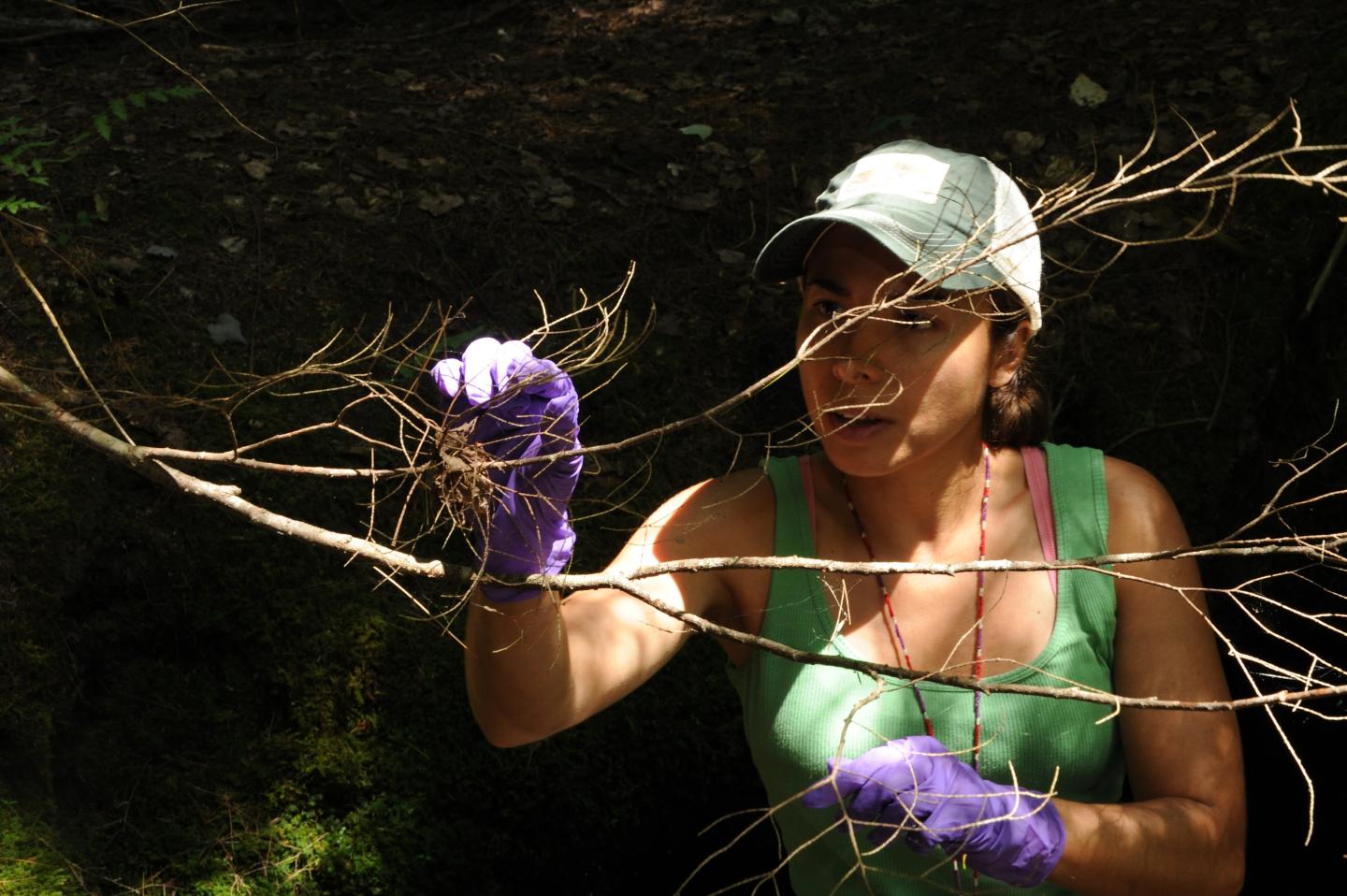 Dartmouth Merrcury Food Web Study (1 of 2)