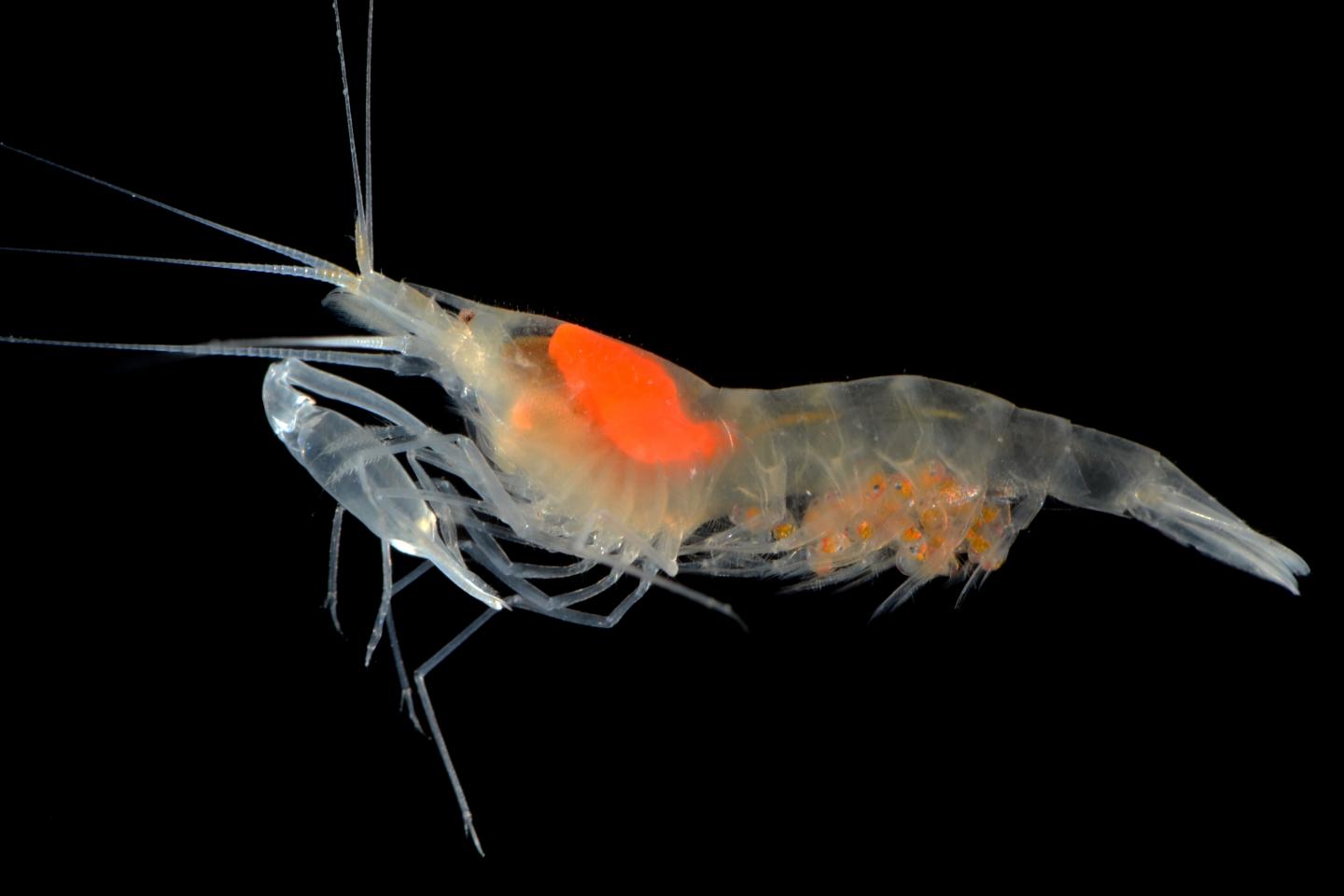 <i>Salmoneus alpheophilus</i> Shrimp