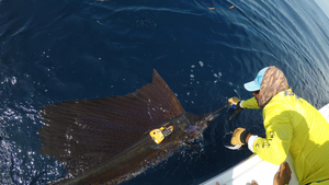 Sat Tag Attached to Sailfish