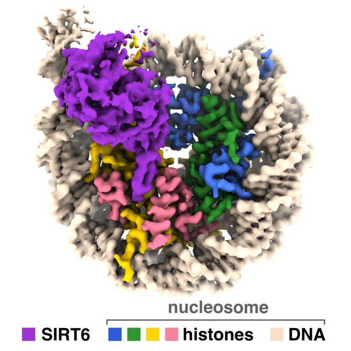 SIRT6 in complex with nucleosome