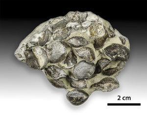 Hirnantian Branchiopods