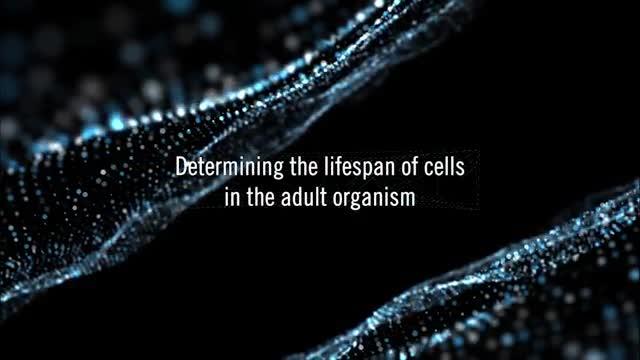 Determining the Lifespan of Cells