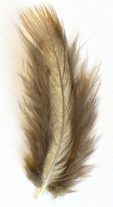 Sandgrouse feather