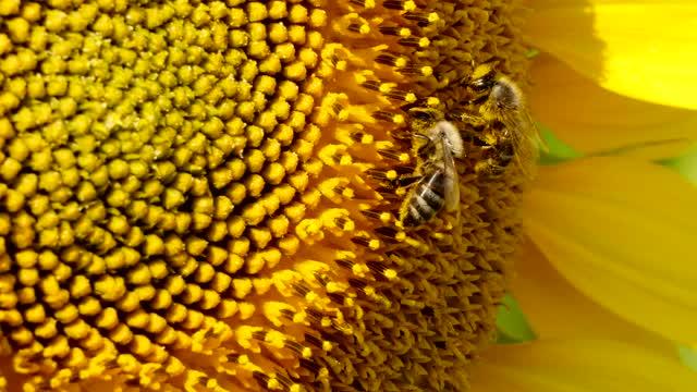 How Honey Bee 'Glue' Helps Pollen Stick Together