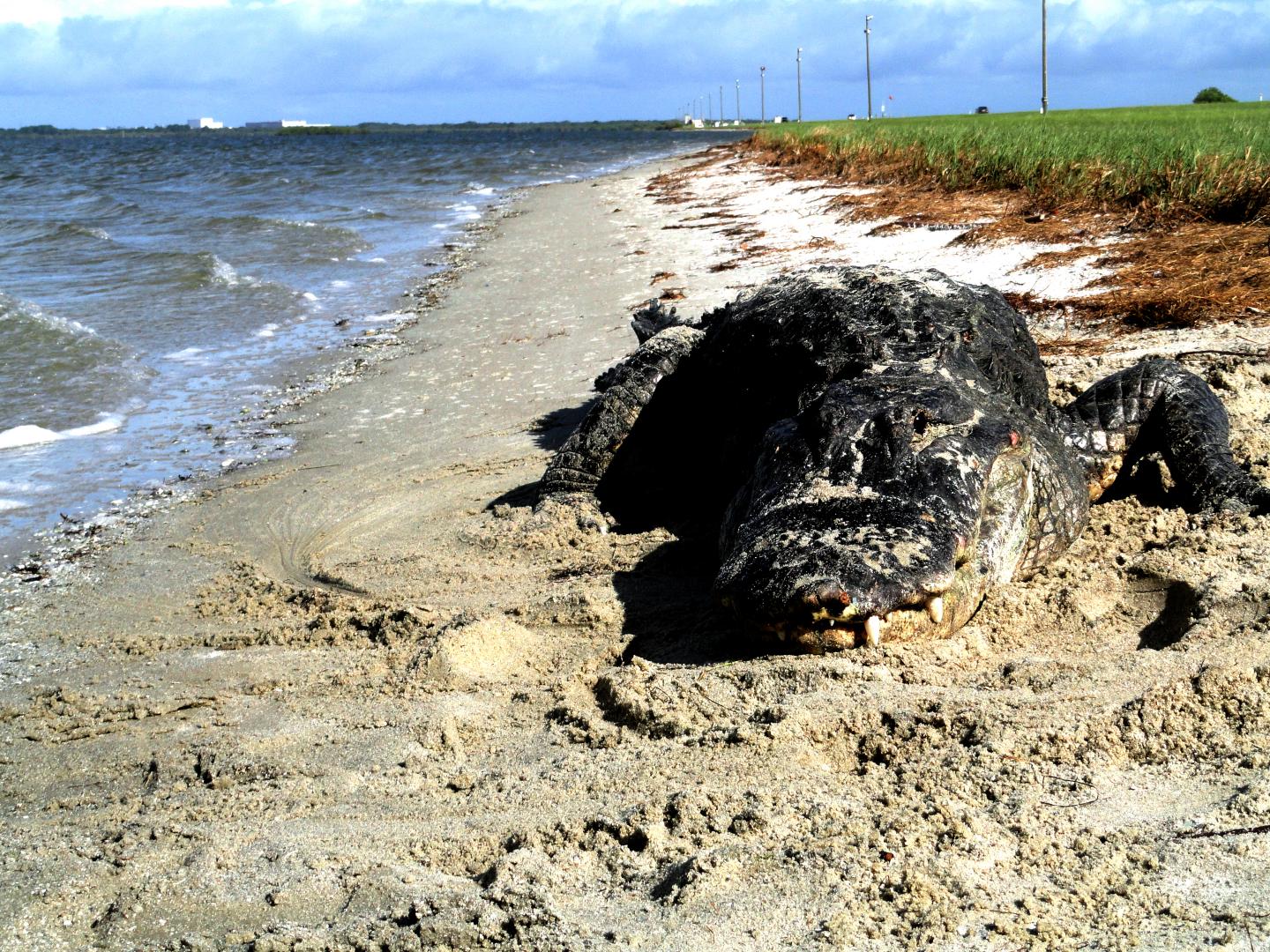 Gator on Beach