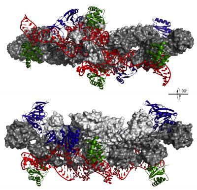 RNA-Tagging Machinery