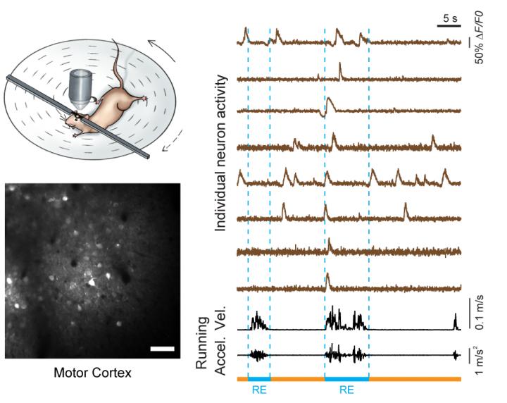 Live Imaging of Running Mouse