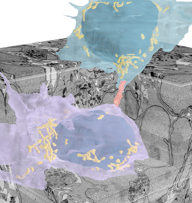 3D volume rendering of a developing mouse cerebellum reconstructed by serial-section scanning electron microscopy