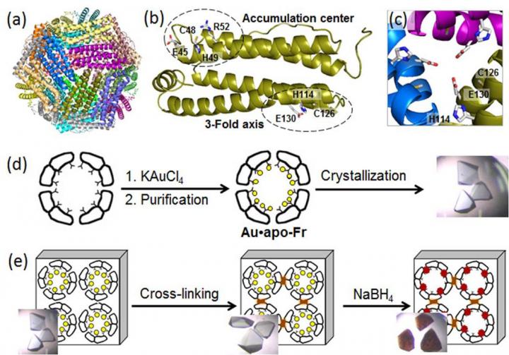 Structure, Metal Immobilization, and Chemical Reaction Inside a Ferritin Crystal