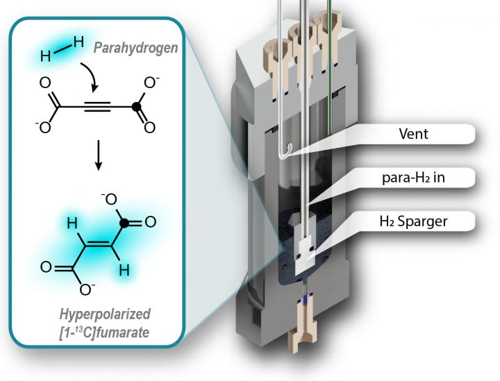 hyperpolarization of fumarate