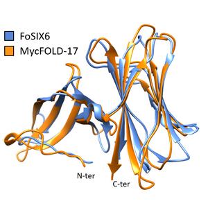 Models of the structures of FOLD proteins from a pathogen (blue) and a symbiotic fungus (orange) superimposed onto each other to show how similar they are. Image by Albin Teulet