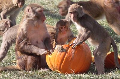 Rhesus Macaques Eating a Pumpkin