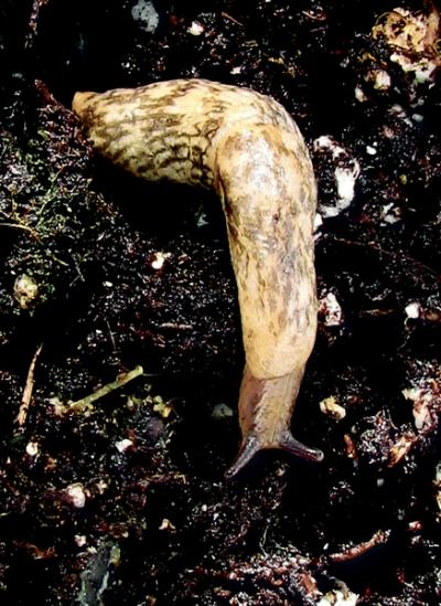Gray Garden Slug 