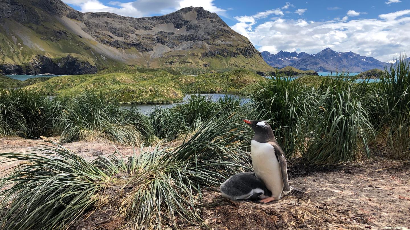 South Georgia Gentoo penguin