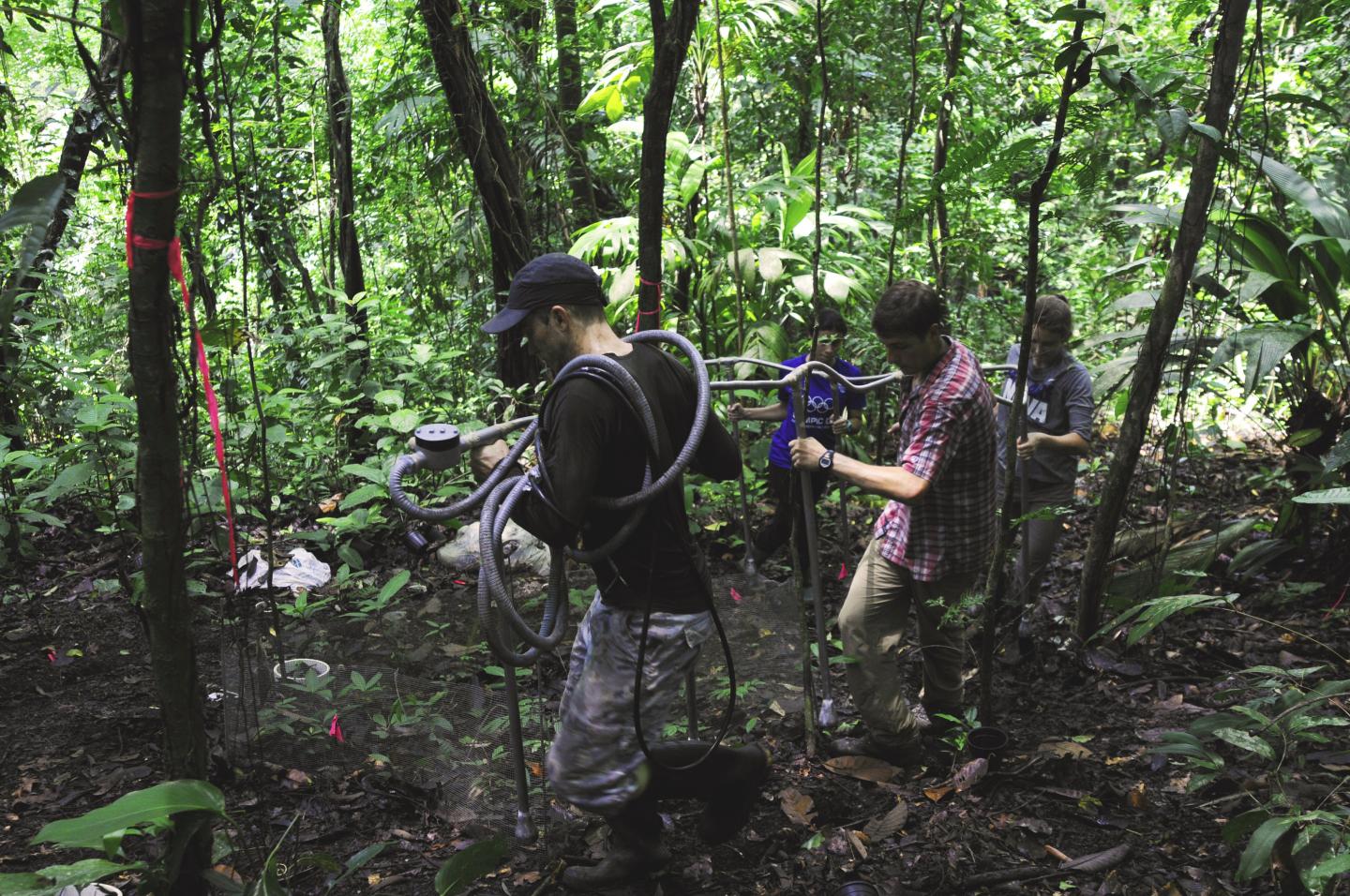Panama forest fieldwork