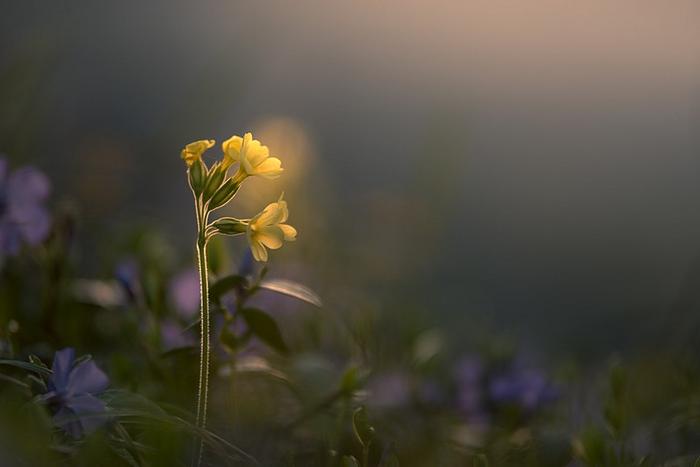 Common Cowslip