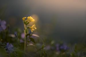 Common Cowslip