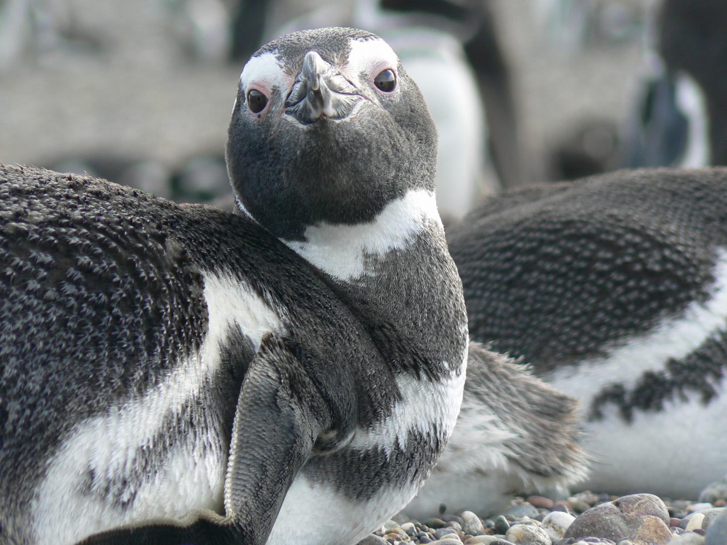 Magellanic Penguin [IMAGE] | EurekAlert! Science News Releases