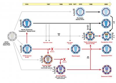 Genetic Relationships Among Human and Swine Influenza Viruses, 1918-2009