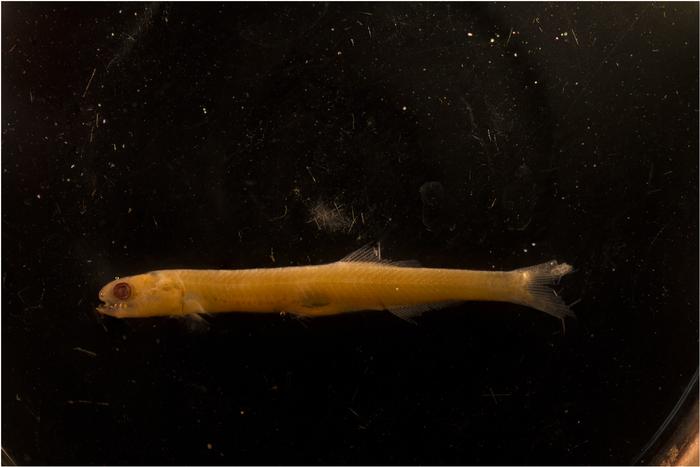 Northern Anchovy larva