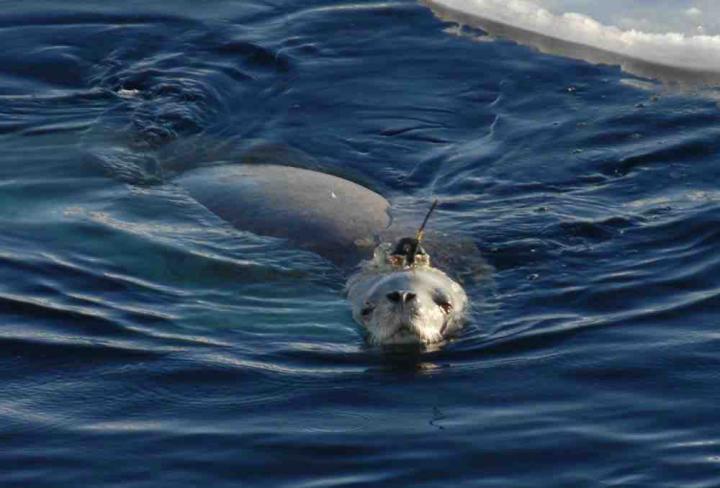 Crabeater Seal