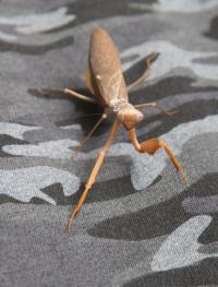 Praying Mantis on Camouflage Material