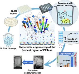 Systematic engineering of the β-sheet region of PETase