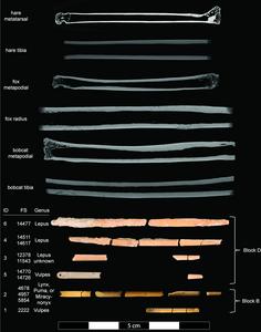 Early Paleoindian use of canids, felids, and hares for bone needle production at the La Prele site, Wyoming, USA