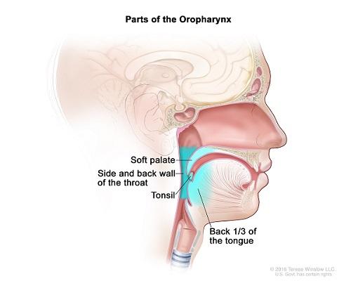 Parts of the Oropharynx