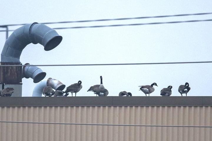 Geese on the Roof