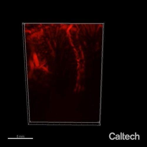 Images of the brain's vasculature taken with functional ultrasound