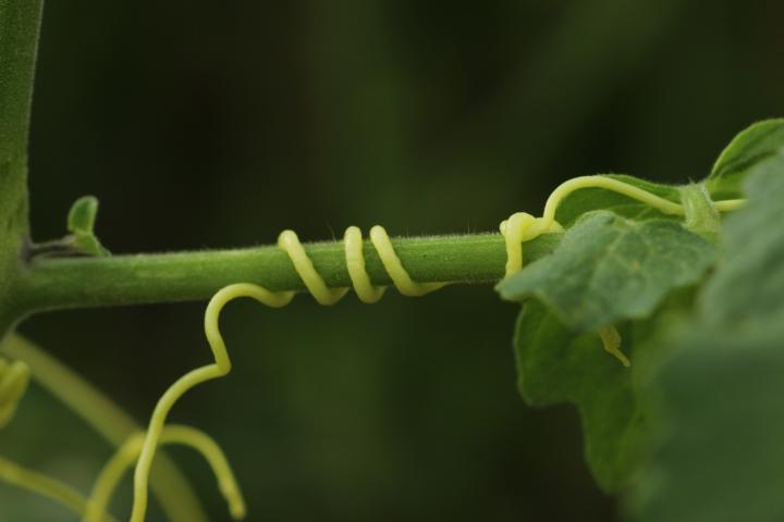 <em>Cuscuta Australis</em> Coiling around a Host Plant