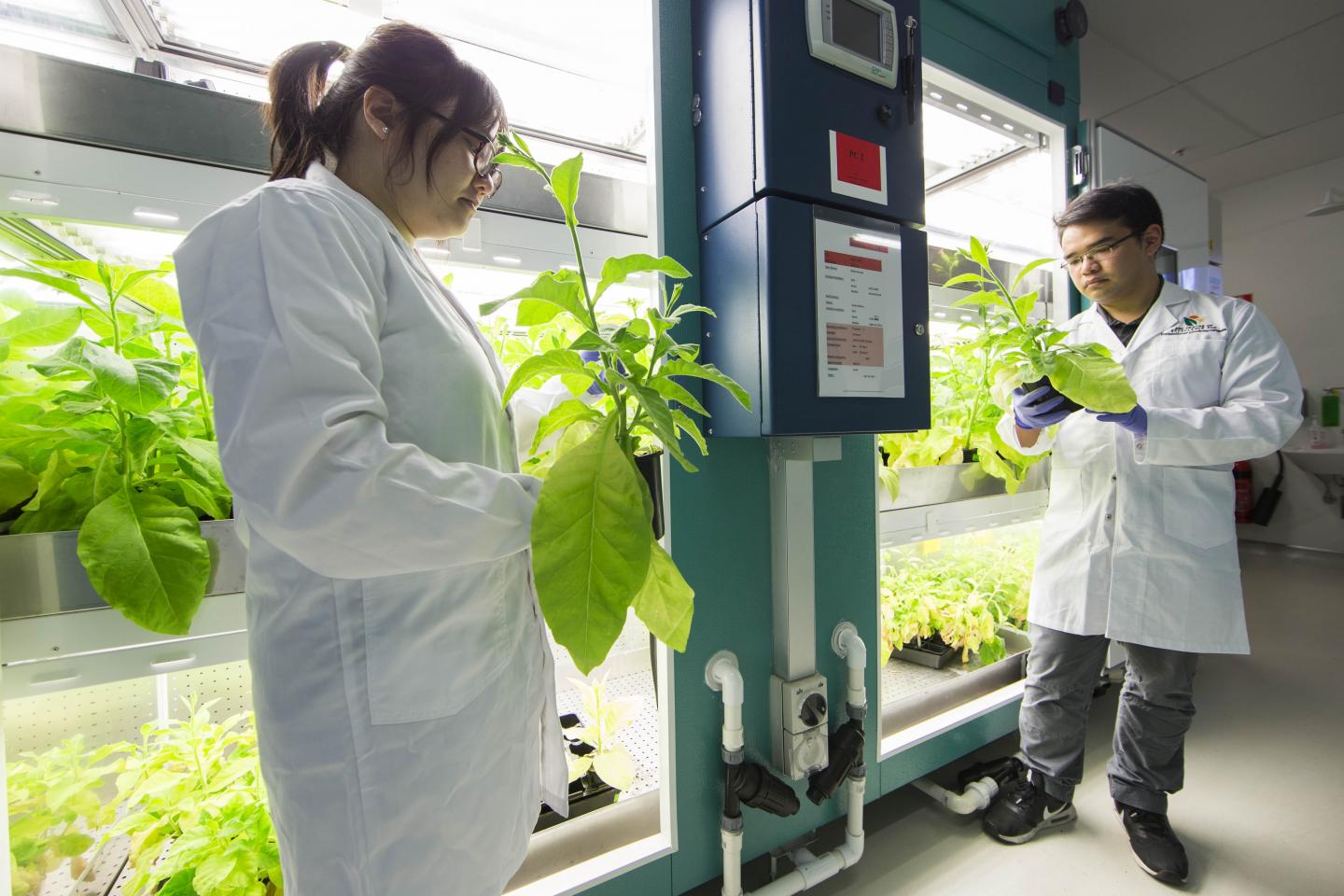 Researchers Inspect Tobacco Plants