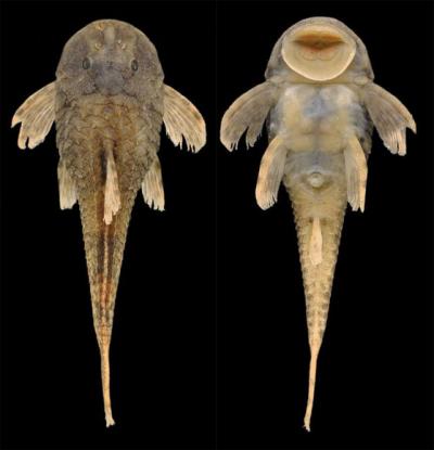 <I>Pareiorhina hyptiorhachis</I>