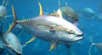 Yellowfin Tuna (<i>Thunnus albacares</i>)