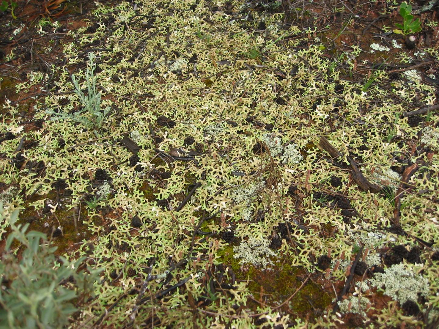 Diverse Biocrust Community