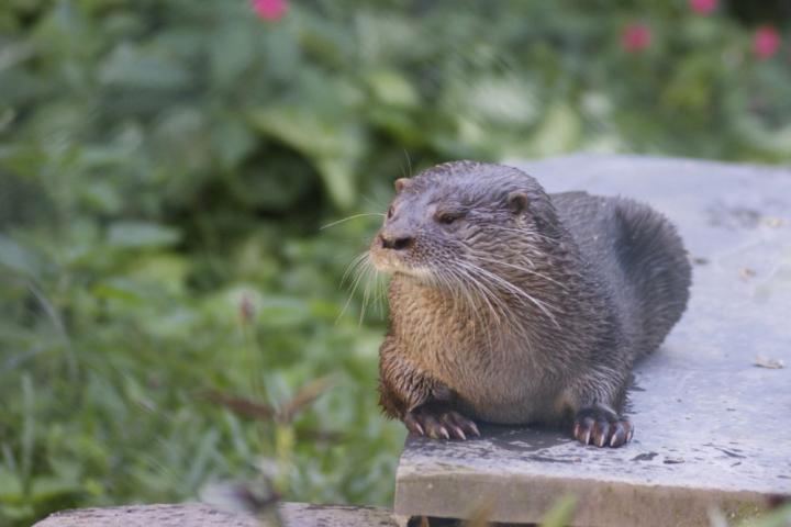Neotropical river otters in Brazil communicate in a rich vocal range