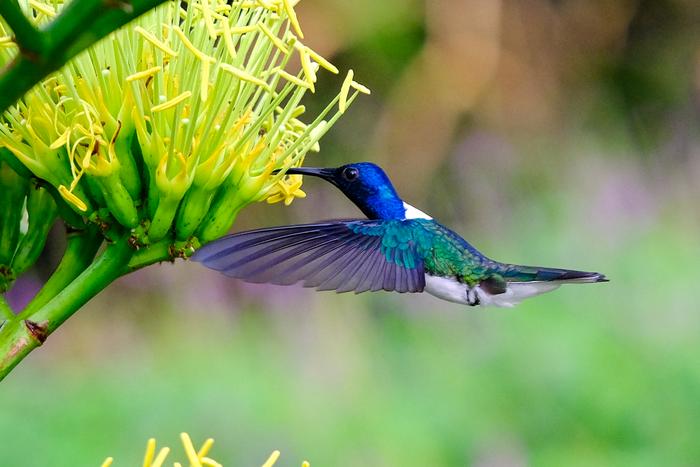 White-necked Jacobin