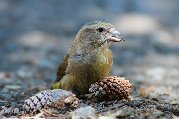 Female Cassia Crossbill