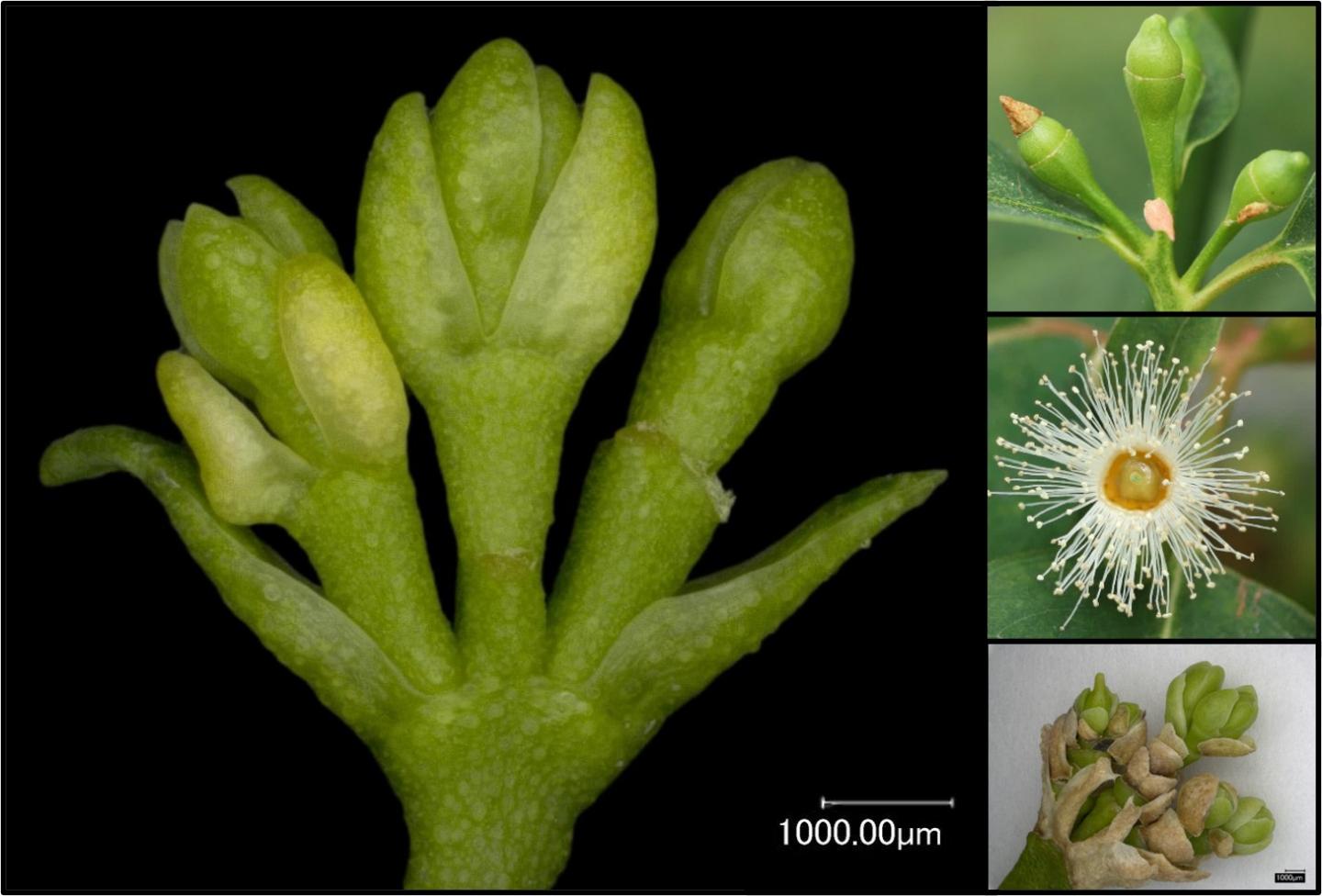 Eucalypt buds